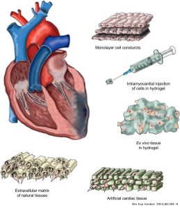 مهندسی بافت قلب